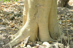 Ficus religiosa