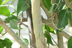 Ficus religiosa