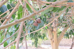 Ficus religiosa