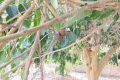 Ficus religiosa