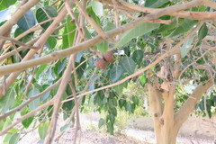 Ficus religiosa