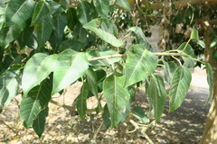 Ficus religiosa