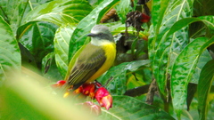 Myiozetetes granadensis