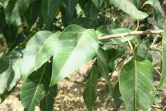 Ficus religiosa