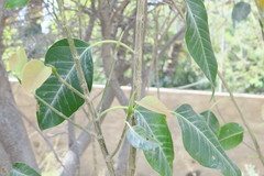 Ficus religiosa