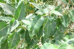 Ficus religiosa