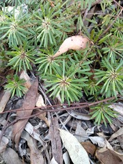 Pultenaea petiolaris