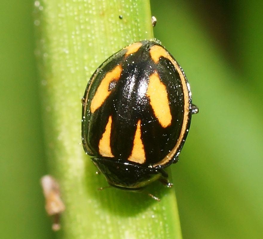 Micraspis flavovittata