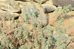 Forsskaolea tenacissima