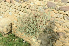 Forsskaolea tenacissima