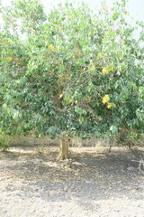 Ficus religiosa