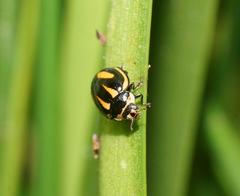 Micraspis flavovittata
