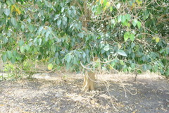 Ficus religiosa