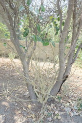 Ficus religiosa