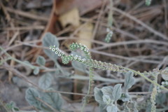 Heliotropium calcareum