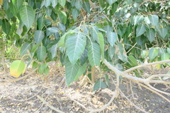 Ficus religiosa