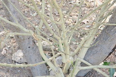 Ficus religiosa