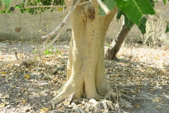 Ficus religiosa