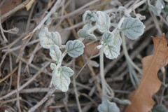 Heliotropium calcareum
