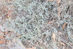Heliotropium calcareum