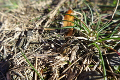 Peribalus strictus vernalis