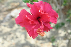 Hibiscus rosa-sinensis