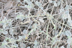 Heliotropium calcareum