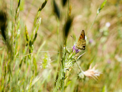 Lycaena salustius