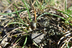 Peribalus strictus vernalis