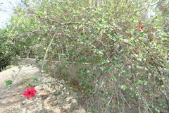 Hibiscus rosa-sinensis