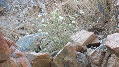 Convolvulus virgatus