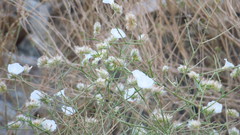 Convolvulus virgatus