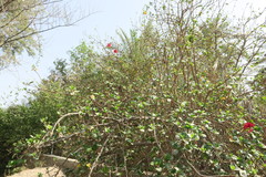 Hibiscus rosa-sinensis