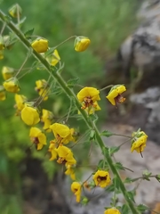 Verbascum levanticum