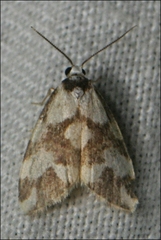 Thallarcha staurocola