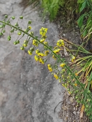 Verbascum levanticum