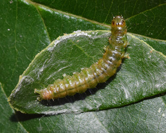 Chalcidoptera thermographa