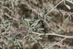 Indigofera oblongifolia