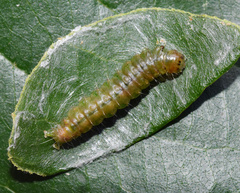 Chalcidoptera thermographa