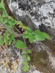 Verbascum levanticum