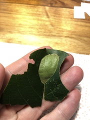 Chalcidoptera thermographa