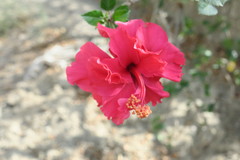 Hibiscus rosa-sinensis