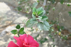 Hibiscus rosa-sinensis