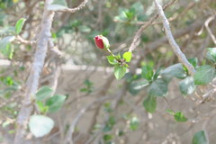 Hibiscus rosa-sinensis