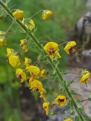 Verbascum levanticum