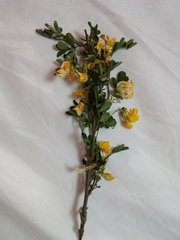 Hippocrepis