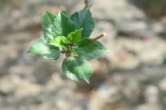 Hibiscus rosa-sinensis