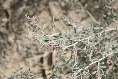 Indigofera oblongifolia