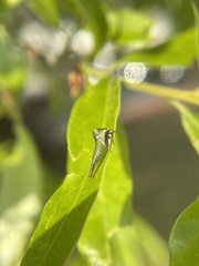Smiliini