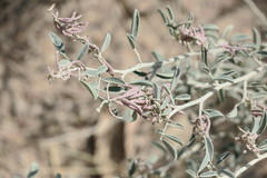 Indigofera oblongifolia